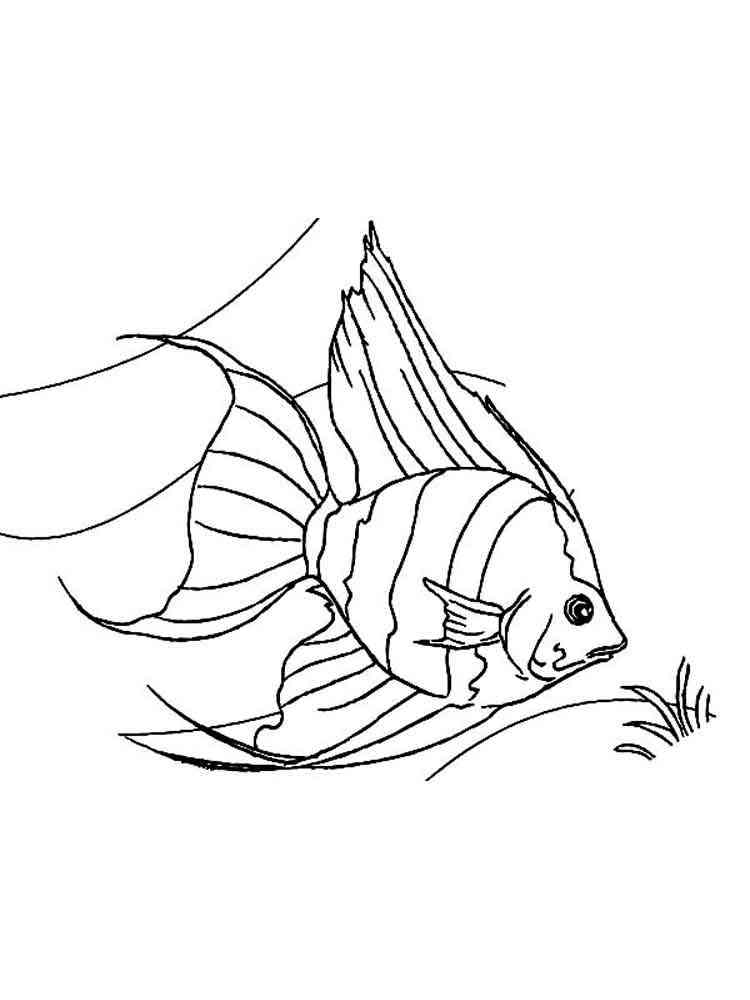 Angelfish coloring pages. Download and print Angelfish coloring pages.